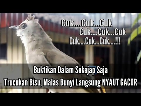 100% Ampuh Bikin Trucukan Ombyokan, Bahan, Macet Bunyi, Malas Bunyi, Seketika Langsung Respon NYAUT
