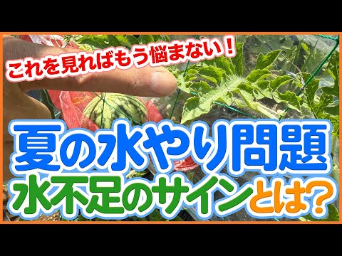葉の状態でわかる!夏の水やりタイミングと水不足のサインを徹底解説!畝ごとに違う注意点も紹介!【農園ライフ】