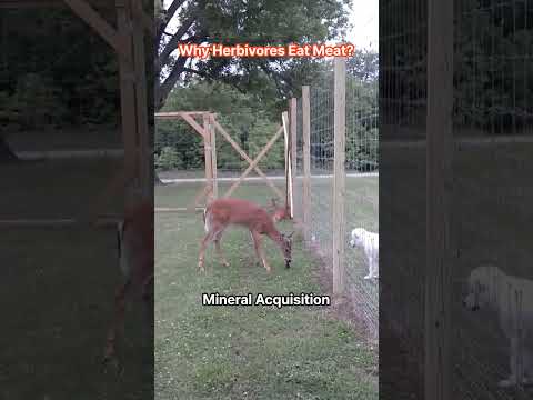 Dear eat bird?! Why Herbivores Eat Meat? #shorts