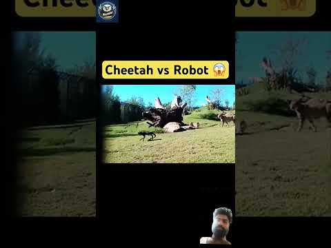 #leopard #wildlife #animals