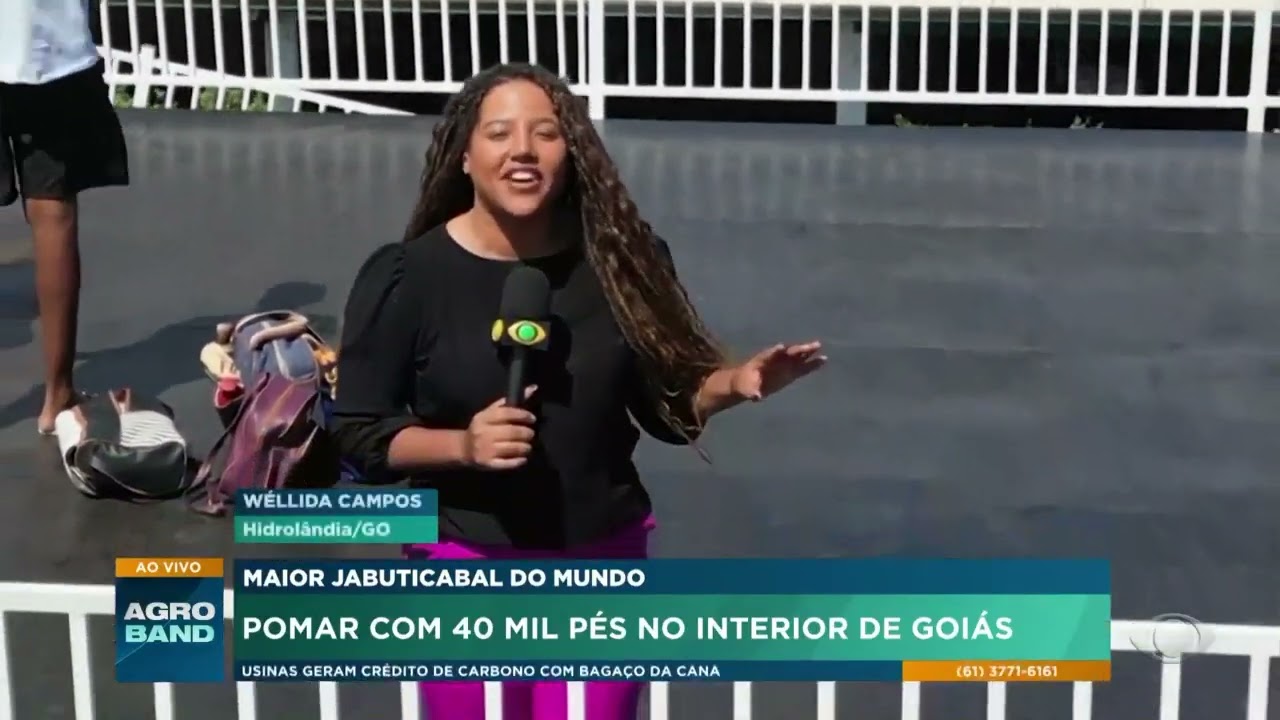 Maior jabuticabal do mundo: pomar com 40 mil pés no interior de Goiás