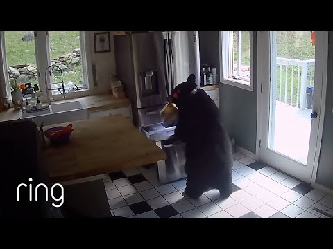 Not Even Hibernation Could Keep This Bear From a Lasagna | RingTV