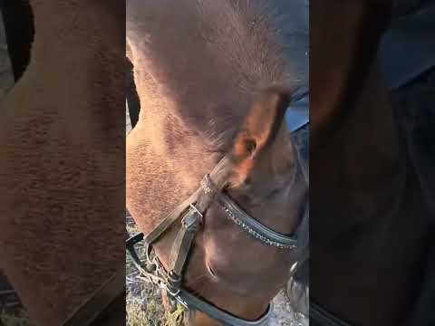 Відпочинок для дітей ♥️🐎💡 2025 р.