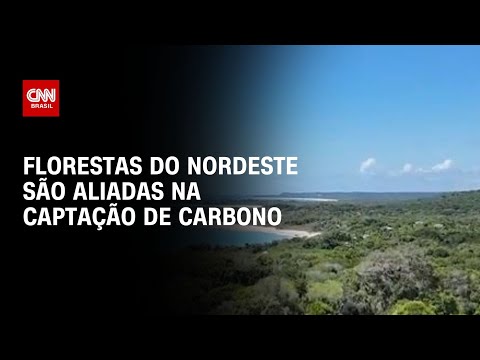 Florestas no Nordeste são aliadas na captação de carbono | LIVE CNN