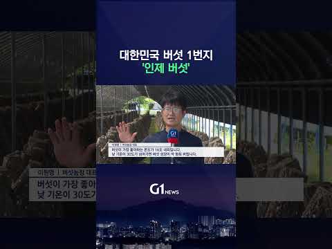 [G1뉴스] '대한민국 버섯 1번지'..인제 버섯