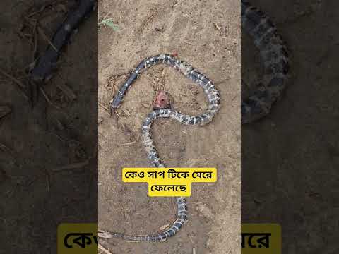 কোন সাপ বলো