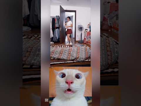 Crazy Pusa #cat #cute #pusa #catlovers #kitten