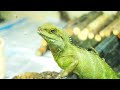 Keeping Reptiles as Pets – Is it Ethical? | Dan O’Neill Investigates | BBC Earth