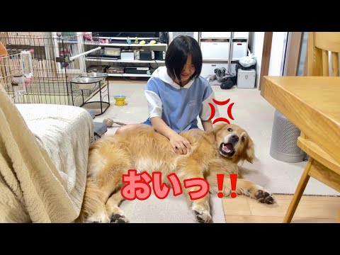 何回怒っても触ってくる姉に、ついにブチ切れする大型犬クッキー【ゴールデンレトリバーとミニチュアダックスフンド】