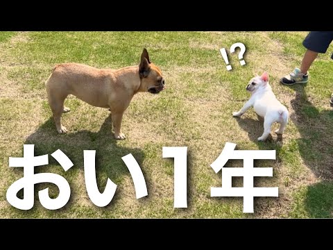 「おい1年、挨拶まだか？」先輩犬の圧が強すぎてビビりまくる子犬www