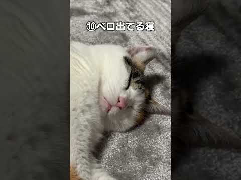 猫の動画サムネイル - 「いろんなポーズで寝てる寝16選」猫あるあるソング