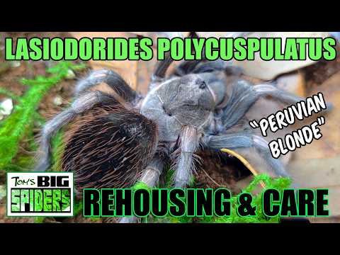 L. polycuspulatus "Peruvian Giant Blonde" Rehouse and Care