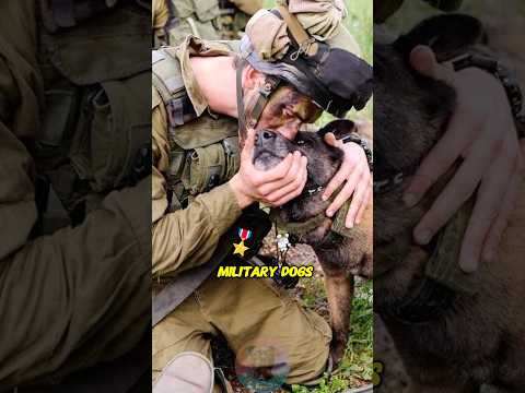 犬の動画サムネイル - Top 4 Most Famous Military Dogs in U.S. History #shorts #dog #military #pets #belgianmalinois