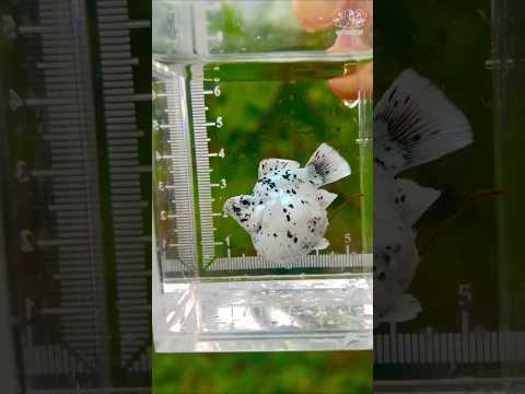 molly competition high quality baloon molly #trending #fish #balloonmolly #viralvideo #aquarium