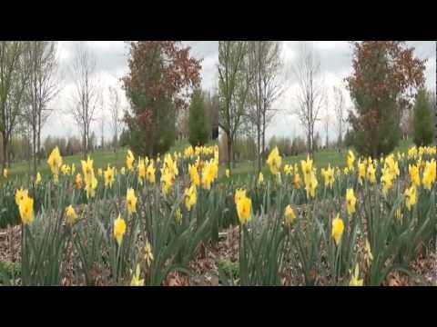 3D Video "Spring has Sprung"