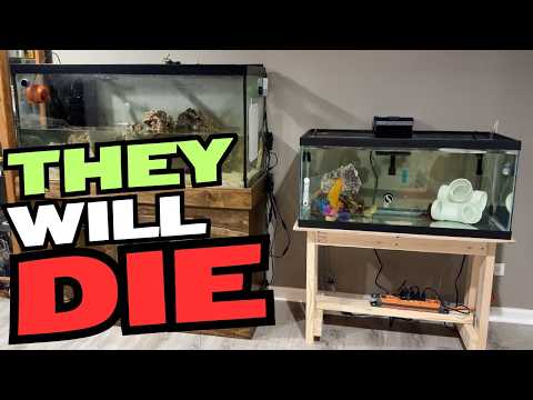Saltwater Fish are dying - how to kill ich parasites