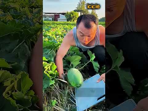 밭에서 자르는 초록 열매 #<strong>Farming</strong> #Harvest #Crops