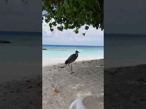 Unveiling the Maldives' Hidden Gem: Swimming with Seabirds in Turquoise Waters