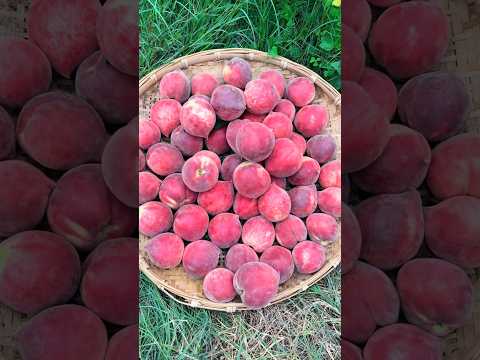 Harvest fruit #garden #farming #harvest #vegetables #fruit