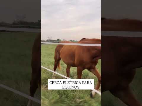 CERCA ELÉTRICA PARA EQUINOS | Choque Bruto