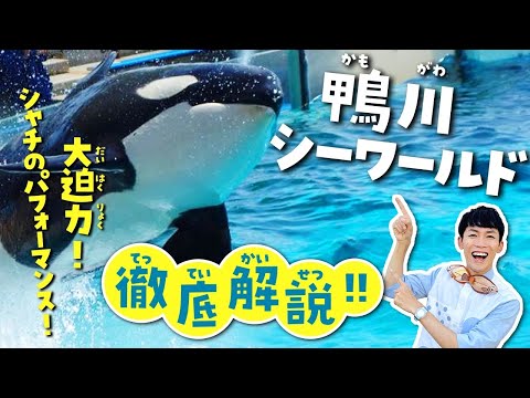 猫の動画サムネイル - シャチに会える！鴨川シーワールドが100倍楽しめる水族館解説ツアー