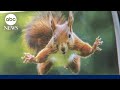 Squirrel attacks shock California as tiny rodent sends 2 to hospital
