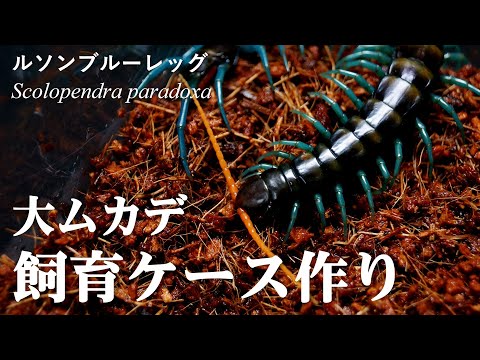 【奇蟲】オオムカデの飼育!手作りケージで可愛がります♪【ルソンブルーレッグ】