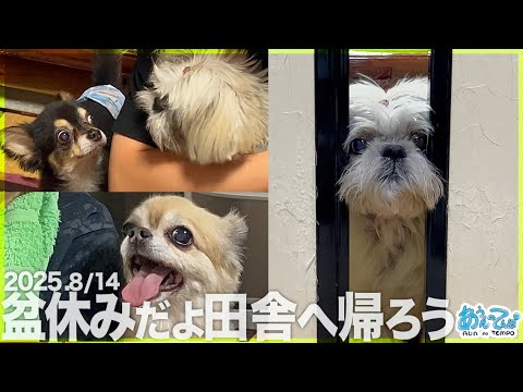 【シーズー&チワワ】お盆休みだ田舎へ帰ろう2025【異世界】