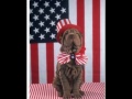 4th of July Pets in America