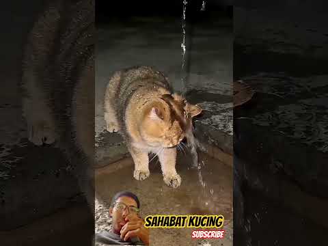 Kasian kucing ini sedih banget #cat #kucing #kucinglucu #pets #shortvideo