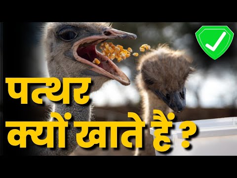 Ostrich पत्थर क्यों खाते है | Ostrich Stone Eating Video | Ostrich Stone Eating? | How Ostrich Fight