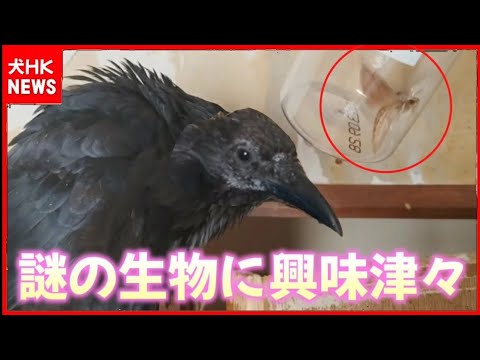 【この生物なに？】禿げカラスが興味深そうに眺めるこの虫はいったい？ 20250910、カラス＆四つ足クインテット（仮）