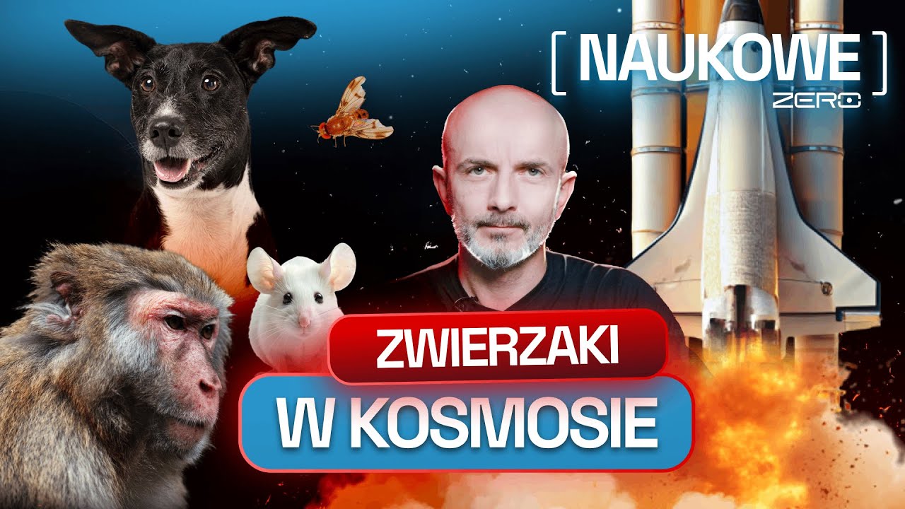 MUCHY, MAŁPY, MYSZY, PSY - CZYLI CO CZŁOWIEK WYSŁAŁ W KOSMOS | NAUKOWE ZERO
