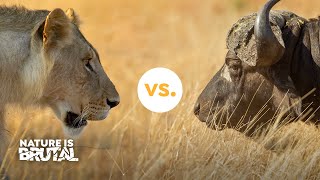 Why these Lions Shouldn't Have Challenged the Buffaloes I Nature is Brutal