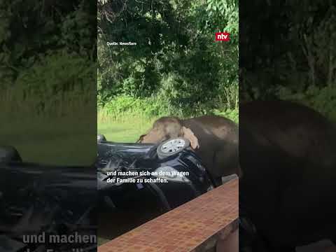 Elefanten kommen zum Grill-Fest vorbei | #ntv #shorts #elephant #animals #thailand