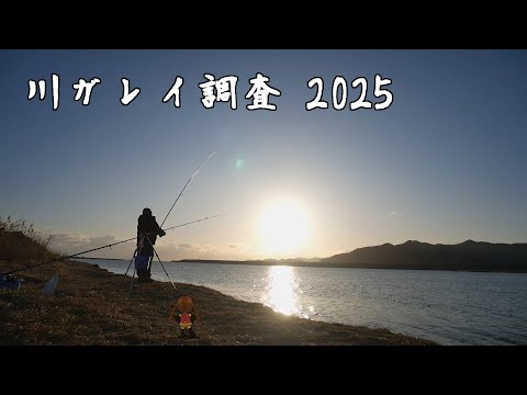 カワガレイ調査 2025　～ そしてあの魚、丸呑みに