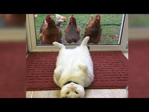 You will adobt a CAT after watching this - FUNNY CAT compilation