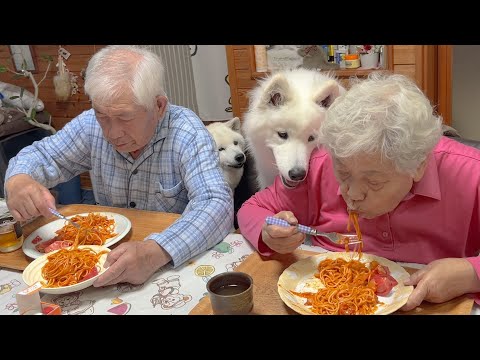 犬の動画サムネイル - 生活に可愛さと笑顔を彩ってくれる愛おしき柴犬とサモエド
