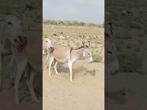 #animals #anmals #shortvideos #travel #goatshorts #cow #comedyvideos #funny #cowgoat #1000subscriber