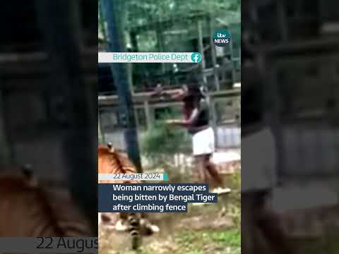 Woman narrowly escapes being bitten by Bengal Tiger after climbing fence #itvnews #news