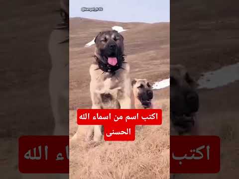 قران كريم #اكسبلور #القرآن #لايك #القرآن_الكريم #subscribe #shorts #short #quran #sleep #duet #فولو