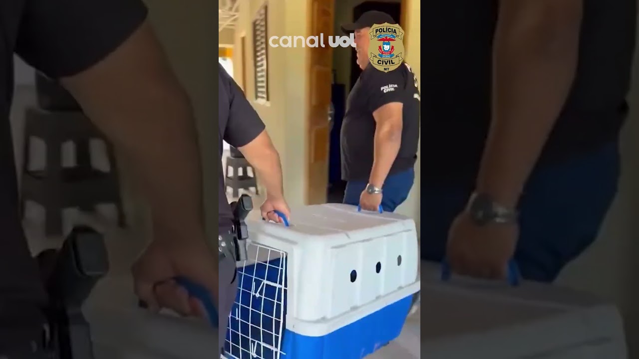 Filhote de onça pintada se pendura em pano ao ser resgatado em Mato Grosso veja vídeo