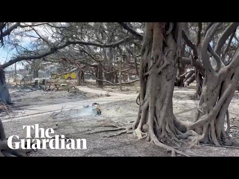 Maui wildfire burns beloved 150-year-old banyan tree