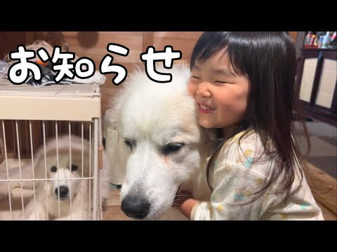 【ご報告】ついに我が家、とある決断をしました!|グレートピレニーズ&オールドイングリッシュシープドッグ&トイプードル