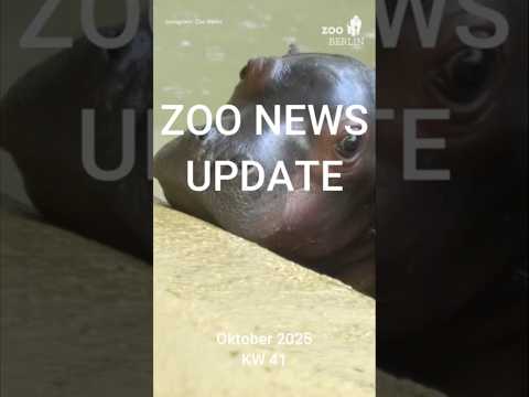 Zoo News Update KW 41 | Oktober 2025 #zoo #hippo #vultures #berlin #animals