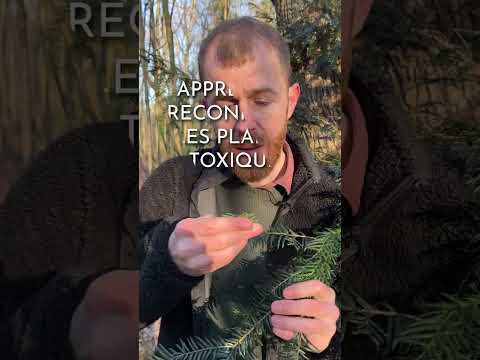 Nouvelle formation : plantes toxiques