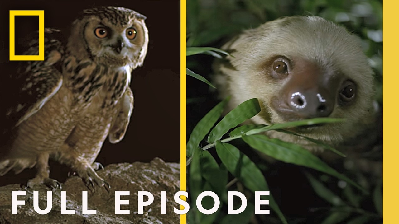 It Comes at Night (Full Episode) | Dead by Dawn Compilation | Nat Geo Animals