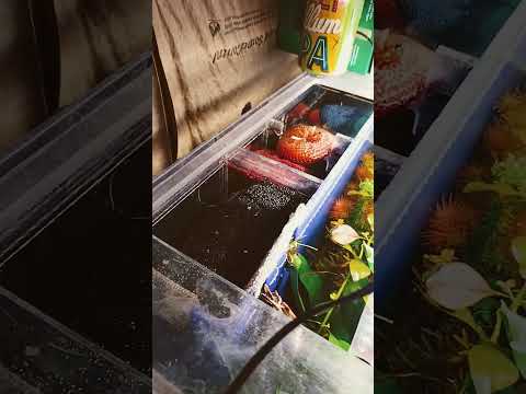 Keeping fry and shrimp out of your sump!!! #fishro As mentioned in my live stream last night, here I am showing y'all what I meant by screening off the