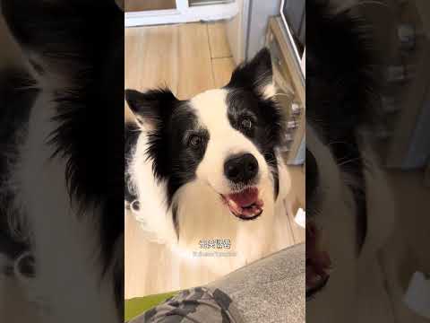 当说话内容触发指令 #边牧 #馋狗 #养狗的乐趣 #狗狗的迷惑行为