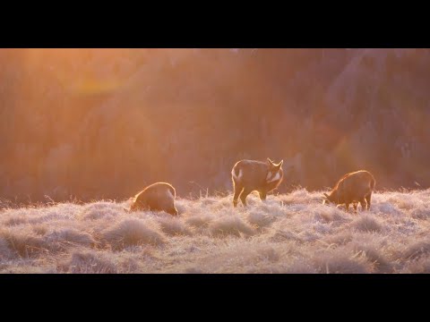 Property video